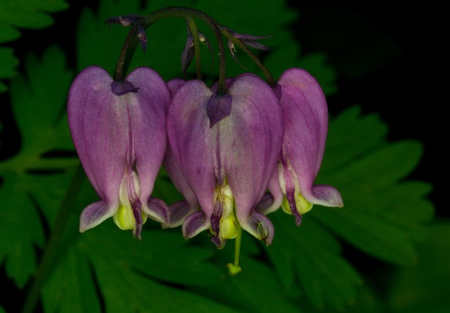 Dicentra formosa - Bleeding Hearts 14-4593.jpg
